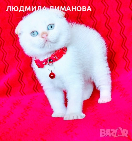 Шотландско мъжко Скоттиш Фолд , снимка 9 - Британска късокосместа - 54492702