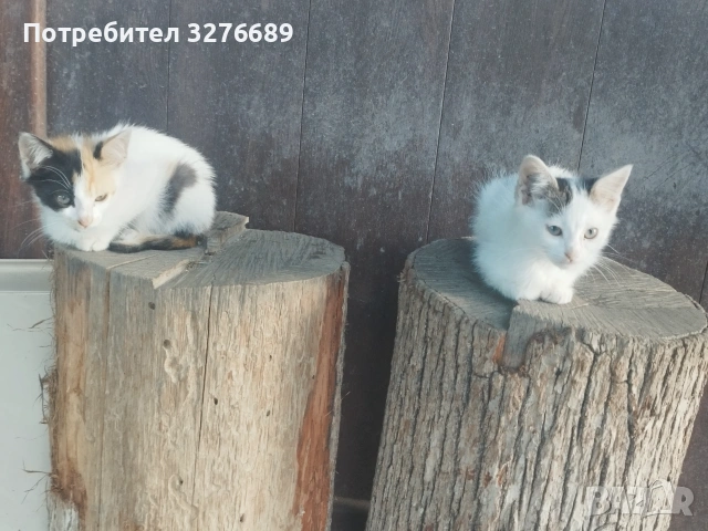 Подарявам котенца