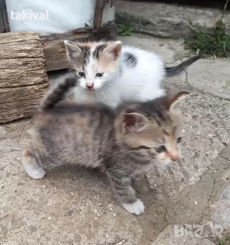 подарявам дългокосместо коте, снимка 2 - Други - 54707479