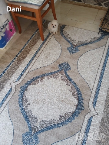 Mini Pomeran, снимка 5 - Померан - 54685042