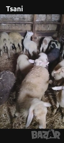 Продавам агнета за великден и Гергьовден.., снимка 2 - Овце - 54065271
