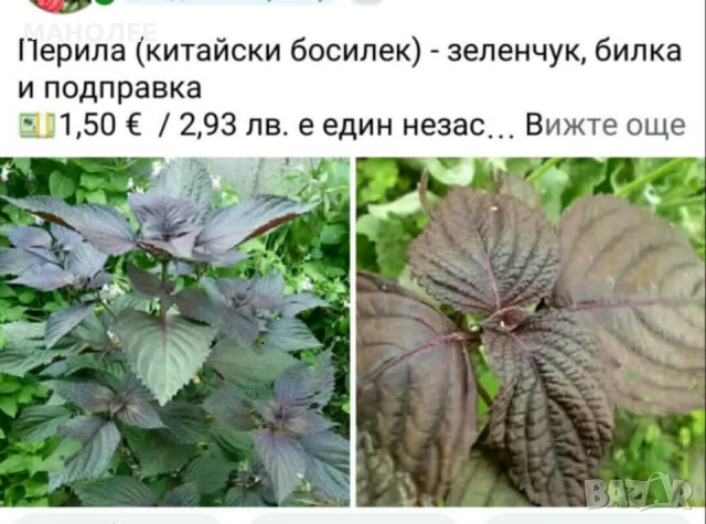 🪻🪴🪷🎁3 вида градински цветя❄️☃️ -, снимка 3 - Градински цветя и растения - 54466138