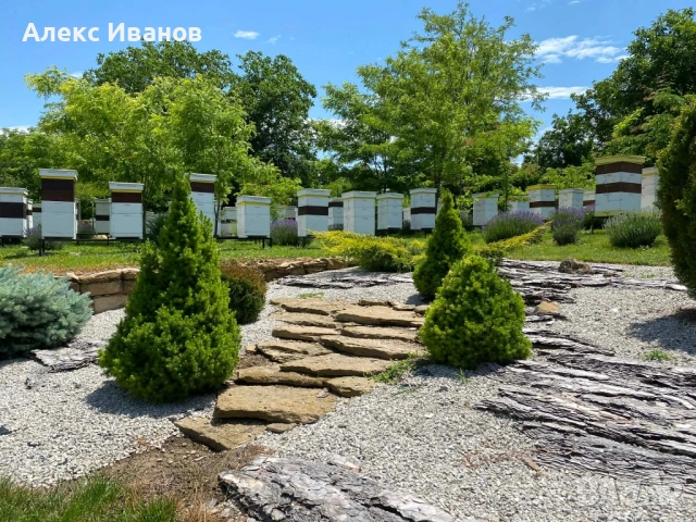НАТУРАЛЕН ПЧЕЛЕН МЕД РЕКОЛТА 2026🍯