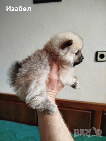 Померани , снимка 4 - Померан - 54283258