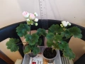 Сортово Мушкато 3 €/бр - 4 сорта , снимка 4