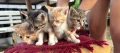 Спешно търся дом за 4 малки котенца, снимка 3