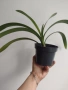 Кливия- оранжева, clivia , снимка 4