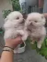 Померанчета момче и момиче , снимка 1