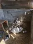Малки пухкави зайчета, снимка 4