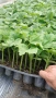 Продавам разсад краставици домати пипер диня пъпеш и чубрица, снимка 3