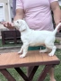 Дого Аржентино / Dogo argentino , снимка 10