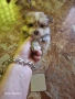Кученца, снимка 1