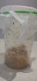 Drosophila melanogaster (Дрозофила меланогастер), снимка 3