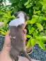 Момиче чихуахуа , снимка 5