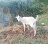 Продавам мъжко яре , снимка 1