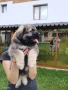 Кавказка овчарка, снимка 3