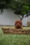 Той пудел Toy poodle, снимка 11