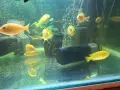 Подаряват се цихлиди , снимка 2
