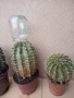 Кактус, снимка 3