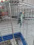 Продавам ръчно хранен Малък Александър от 2026 г., снимка 6