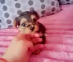 Свободно женско йорки, снимка 1