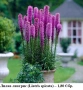 Лиатрис (Liatris spicata) - лилав и бял; грудки, снимка 2