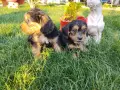 Кокер шпаньоли ., снимка 1