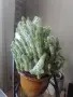 Красиви кактуси, снимка 2