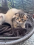 Британски / шотландски котенца , снимка 6