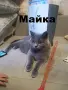 Британско правоухо момиче, снимка 5