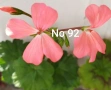 Комплект вкоренени резници Мушкато 10 бр - 10 цвята , снимка 13