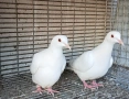 Бели гугутки , снимка 2