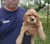 Кокер Шпаньол - , снимка 3