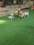 Чихуахуа кученца, снимка 2