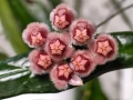 Hoya Хоя Sulawesiana Albomarinata , снимка 5