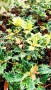 Османтус Гошики, Osmanthus heterophyllus Goshiki, снимка 3