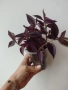 Традесканция, tradescantia purple Joy, снимка 3