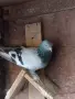 гълъби мардини за игра, снимка 8