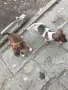 Малки кученца ловни , снимка 4
