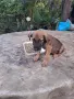 този маник си търси дом , снимка 2