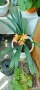 Clivia / Кливия, снимка 1