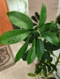 Шефлера голяма Schefflera arboricola, снимка 2