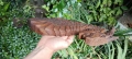 Пано дракон ръчна изработка орех , снимка 2