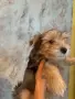 Йорки промоция мъжки, снимка 7