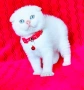 Шотландско мъжко Скоттиш Фолд , снимка 9