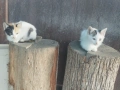 Подарявам котенца, снимка 1