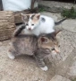 подарявам дългокосместо коте, снимка 2