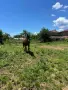  Продава се работен  Кон, снимка 5