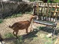 Продам коза Алпин, снимка 3