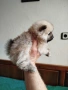 Померани , снимка 4